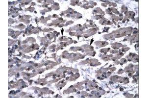 Image no. 1 for anti-PRKC, Apoptosis, WT1, Regulator (PAWR) (AA 166-215) antibody (ABIN6735796) (PAWR antibody  (AA 166-215))