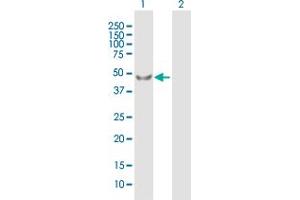 Western Blot analysis of PDPK1 expression in transfected 293T cell line by PDPK1 MaxPab polyclonal antibody. (PDPK1 antibody  (AA 1-429))