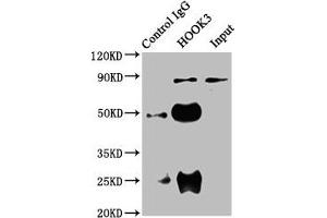 Immunoprecipitating HOOK3 in 293 whole cell lysate Lane 1: Rabbit control IgG instead of ABIN7165641 in 293 whole cell lysate. (HOOK3 antibody  (AA 357-455))