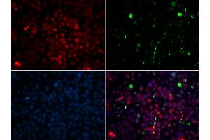 Immunofluorescence analysis of GFP-RNF168 transgenic U2OS cells using CETN2 antibody (ABIN1876585). (CETN2 antibody)