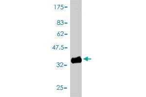 Western Blot detection against Immunogen (33. (GNG4 antibody  (AA 1-75))