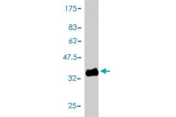 GNG4 antibody  (AA 1-75)