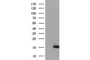 Image no. 2 for anti-Ubiquitin-Like 4A (UBL4A) antibody (ABIN1501648) (UBL4A antibody)
