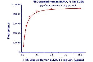 Immobilized Human BAFF, Fc Tag  with a linear range of 0. (BCMA Protein (AA 1-54) (Fc Tag,FITC))