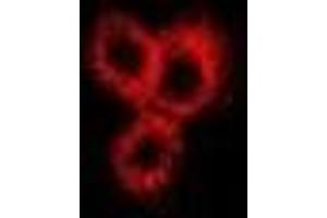 Immunofluorescent analysis of Neurokinin B staining in Hela cells. (Tachykinin 3 antibody)
