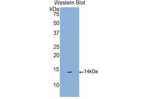 Western Blotting (WB) image for anti-Chemokine (C-C Motif) Ligand 16 (CCL16) (AA 20-120) antibody (ABIN1174246) (CCL16 antibody  (AA 20-120))