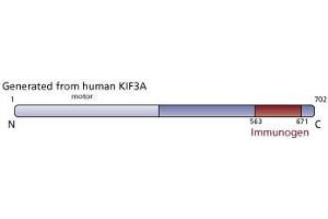 Image no. 3 for anti-Kinesin Family Member 3A (KIF3A) (AA 563-671) antibody (ABIN968567) (KIF3A antibody  (AA 563-671))