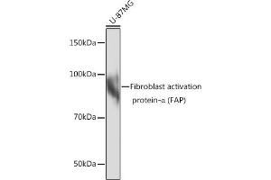 Western blot analysis of extracts of U-87MG cells, using Fibroblast activation protein-α (FAP) Rabbit mAb (ABIN7267180) at 1:1000 dilution. (FAP antibody)