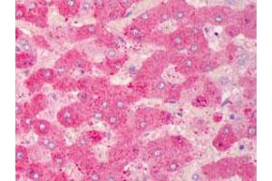 Immunohistochemical staining (Formalin-fixed paraffin-embedded sections) of human liver with GPX7 monoclonal antibody, clone 2704  at 10 ug/mL working concentration. (Glutathione Peroxidase 7 antibody)