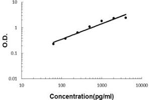Sandwich ELISA - Recombinant human IL32 protein standard curve. (IL32 antibody  (AA 31-234))