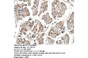 Human Muscle (MOSPD3 antibody  (C-Term))