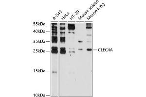 Western blot analysis of extracts of various cell lines, using CLEC4A antibody (ABIN3016506, ABIN3016507, ABIN3016508 and ABIN6219767) at 1:3000 dilution. (CLEC4A antibody  (AA 70-237))