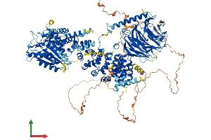 AlphaFold protein structure predicition of Human Recombinant RPTOR Protein, UniprotID Q8N122 (Raptor Protein (AA 1-1335) (His tag))
