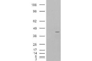 Western Blotting (WB) image for anti-Neutrophil Cytosolic Factor 4, 40kDa (NCF4) antibody (ABIN5929950)