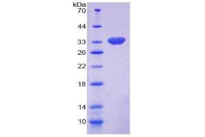 SDS-PAGE (SDS) image for Early B-Cell Factor 1 (EBF1) (AA 179-451) protein (His tag) (ABIN2124678)