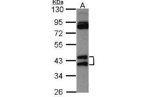 WB Image Sample (30 ug of whole cell lysate) A: Hela 10% SDS PAGE antibody diluted at 1:1000 (HNRNPAB antibody)