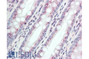 ABIN1590062 (5µg/ml) staining of paraffin embedded Human Colon. (CCDC3 antibody  (AA 134-148))
