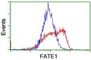 Image no. 2 for anti-Fetal and Adult Testis Expressed 1 (FATE1) antibody (ABIN1498221) (FATE1 antibody)