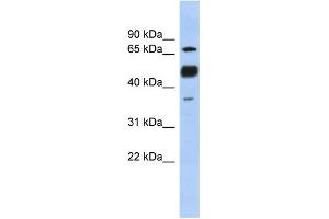 WB Suggested Anti-NFATC1 Antibody Titration:  0.