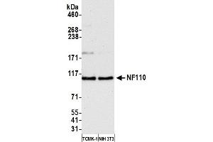 Western Blotting (WB) image for anti-Interleukin enhancer-binding factor 3 (ILF3) (AA 456-506) antibody (ABIN7453567) (Interleukin enhancer-binding factor 3 (ILF3) (AA 456-506) antibody)