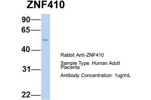 ZNF410 anticorps  (N-Term)