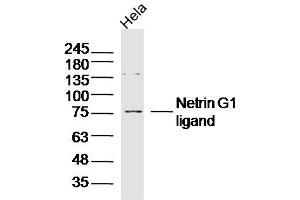 Hela lysates probed with Netrin G1 ligand Polyclonal Antibody, Unconjugated  at 1:300 dilution and 4˚C overnight incubation.