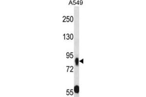 Western Blotting (WB) image for anti-Mucin and Cadherin-Like (CDHR5) antibody (ABIN2997917)