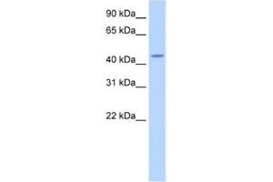 Western Blotting (WB) image for anti-tRNA Nucleotidyl Transferase, CCA-Adding, 1 (Trnt1) antibody (ABIN2462261)