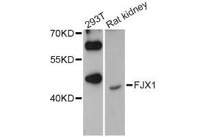 Western blot analysis of extracts of various cell lines, using FJX1 Antibody (ABIN5996629) at 1/1000 dilution.