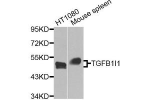 Western blot analysis of extracts of HT1080 and Mouse spleen cells, using TGFB1I1 antibody. (TGFB1I1 antibody)