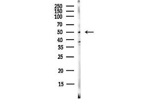 anti-V-Ets erythroblastosis Virus E26 Oncogene Homolog 1 (Avian) (ETS1) (pThr38) antibody