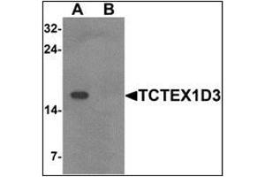 Western blot analysis of TCTEX1D3 in EL4 cell lysate with TCTEX1D3 at 1 ug/mL in (A) the absence and (B) the presence of blocking peptide. (TCTE3 antibody  (N-Term))