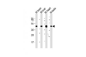 All lanes : Anti-Utf1 Antibody (C-term) at 1:2000 dilution Lane 1: mouse brain lysates Lane 2: mouse liver lysates Lane 3: mouse heart lysates Lane 4: mouse testis lysates Lysates/proteins at 20 μg per lane. (UTF1 antibody  (C-Term))