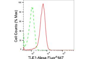 anti-Transducin-Like Enhancer of Split 1 (E(sp1) Homolog, Drosophila) (TLE1) antibody