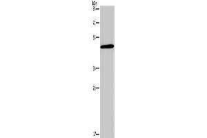 Western Blotting (WB) image for anti-Glucagon Receptor (GCGR) antibody (ABIN2434702)
