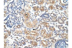 AUH antibody was used for immunohistochemistry at a concentration of 4-8 ug/ml to stain Epithelial cells of renal tubule (arrows) in Human Kidney.