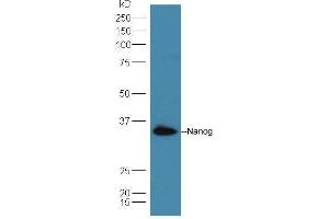 Lane 1: A549 cell lysates probed with Rabbit Anti-Nanog Polyclonal Antibody, Unconjugated  at 1:5000 for 90 min at 37˚C. (Nanog antibody  (AA 71-170))