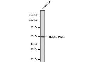 Western blot analysis of extracts of Mouse liver, using PEDF/SERPINF1 Rabbit mAb (ABIN7270247) at 1:1000 dilution.