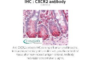 Image no. 1 for anti-Chemokine (C-X-C Motif) Receptor 2 (CXCR2) antibody (ABIN1723149) (CXCR2 antibody)