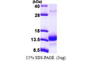 SDS-PAGE (SDS) image for Transcription Elongation Factor B (SIII), Polypeptide 1 (15kDa, Elongin C) (TCEB1) (AA 1-112) protein (His tag) (ABIN667648) (TCEB1 Protein (AA 1-112) (His tag))