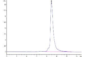 The purity of SARS-Cov-2 Spike RBD (Omicron BA. (SARS-CoV-2 Spike Protein (BA.2 - Omicron, RBD) (His tag))