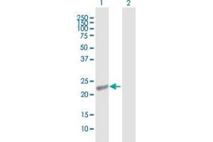 Western Blot analysis of APOBEC3B expression in transfected 293T cell line by APOBEC3B MaxPab polyclonal antibody. (APOBEC3B antibody  (AA 1-251))