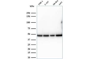 Western Blot Analysis of human THP-1, U937, SK-BR3, and A431 cell lysates. (RPSA/Laminin Receptor antibody)