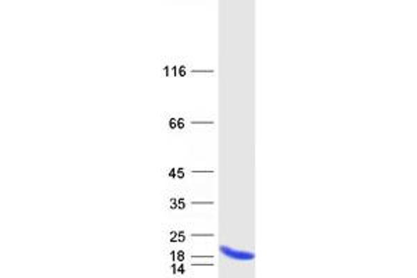 C19ORF53 Protein (Myc-DYKDDDDK Tag)