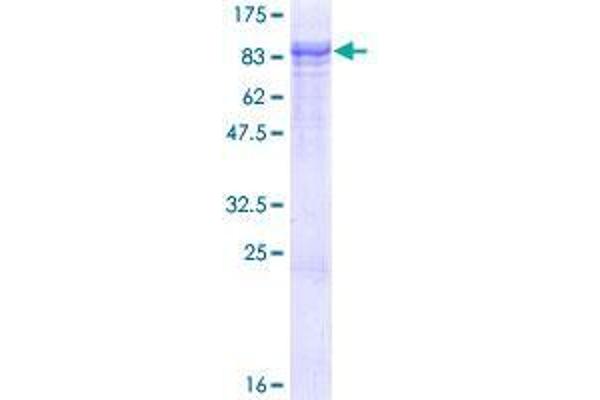 TTBK2 Protein (AA 1-478) (GST tag)