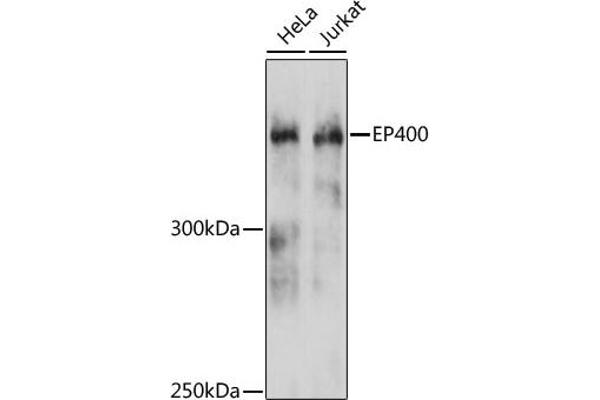 EP400 antibody  (AA 90-330)