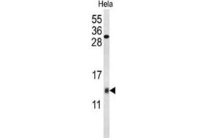 Western Blotting (WB) image for anti-Cytochrome C Oxidase Subunit Va (COX5A) antibody (ABIN3004055) (COX5A antibody)