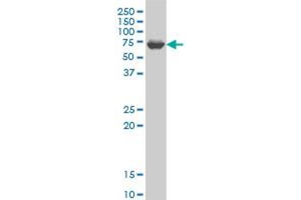 GRK6 antibody  (AA 71-170)