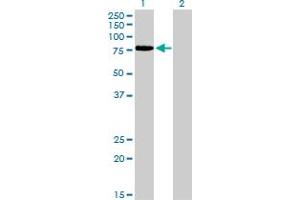 Western Blotting (WB) image for anti-Transcription Factor 12 (TCF12) (AA 364-454) antibody (ABIN598964) (TCF12 antibody  (AA 364-454))
