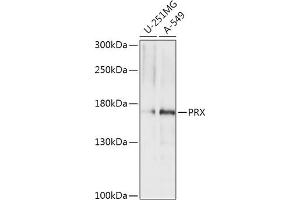 Western blot analysis of extracts of various cell lines, using PRX antibody (ABIN7269215) at 1:1000 dilution. (Periaxin antibody  (AA 1250-1350))
